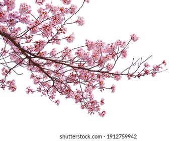 Pink cherry blossom blooming on white background. - Shutterstock ID 1912759942