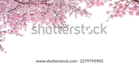 Pink cherry blossom blooming in Spring isolated on white background.