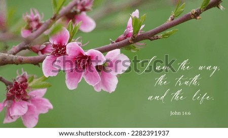 Pink cherry blossom branch with Bible verse