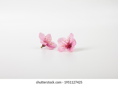 pink cherry blossom flowers isolated on white background