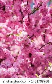 Pink cherry blossom. Pink flowers on tree. - Shutterstock ID 1431709988
