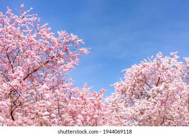 50,059 Purple cherry blossom Images, Stock Photos & Vectors | Shutterstock