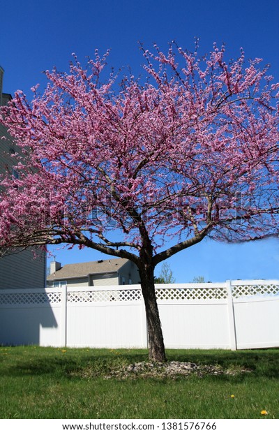 Pink Cherry Blossom Front Yard Blue Stock Photo Edit Now