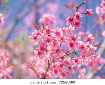 pink cherry blossom on blue sky background in the sunny day on nature outdoor