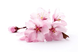 Fleur De Cerise Rose Sur Fond Blanc, Branche Isolée De Sakura