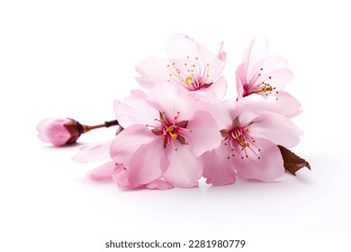 Pink cherry blossom on white background, isolated Sakura tree branch