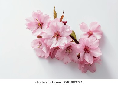 Pink cherry blossom on white background, isolated Sakura tree branch - Shutterstock ID 2281980781