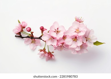 Pink cherry blossom on white background, isolated Sakura tree branch - Shutterstock ID 2281980783