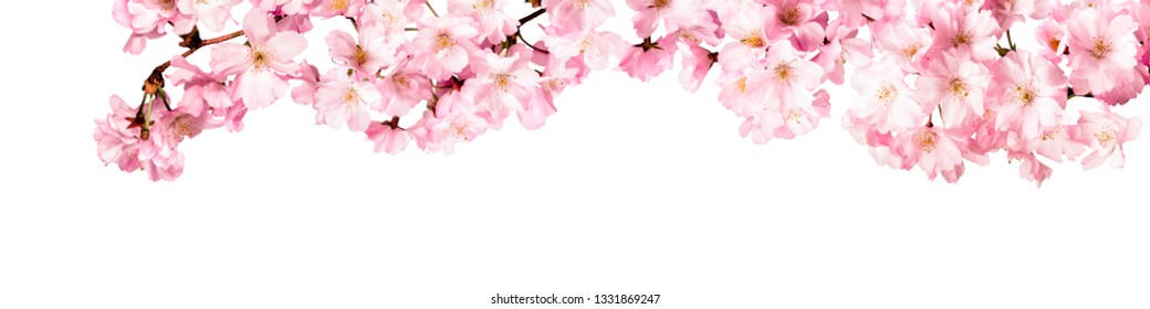 Pink cherry blossom panorama isolated in front of white background - Shutterstock ID 1331869247