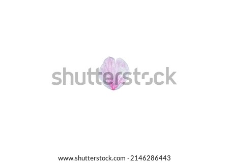 Pink cherry blossom petal on a white background.