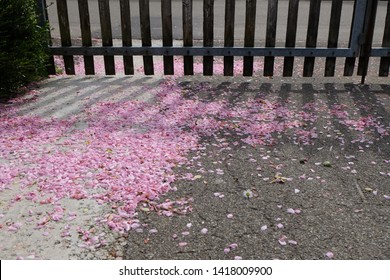 Pink cherry blossom petals falling on the ground.Beautiful petals of pink cherry blossom covered on ground. Petal wallpaper background.
