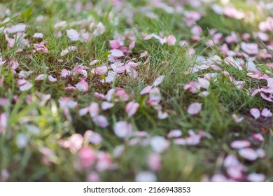 Pink cherry blossom petals lie on the grass on ground