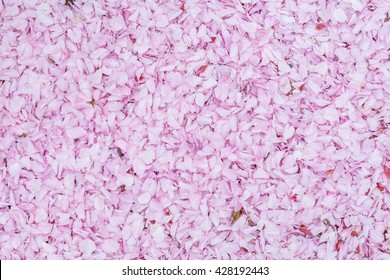 Pink cherry blossom petals on ground - Powered by Shutterstock