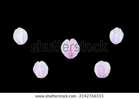 Pink cherry blossom petals on a black background.