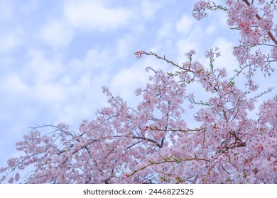 Pink cherry blossom or sakura with cloudy sky background - Powered by Shutterstock