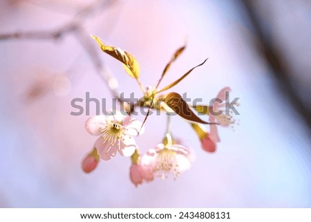 Similar – Japanese Spring Blossom