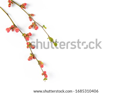 Similar – Background with exotic flowers