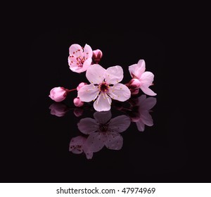 Sakura en flor cerezo