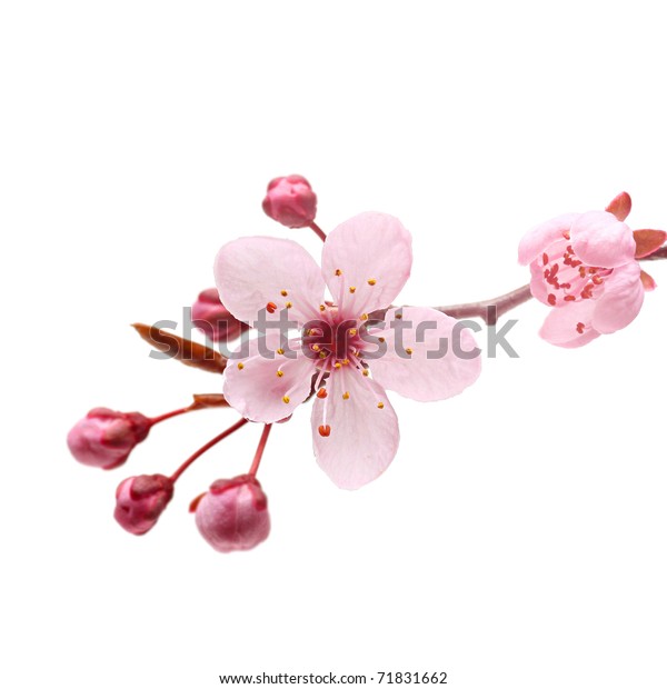 Image Shutterstock Com Image Photo Pink Cherry