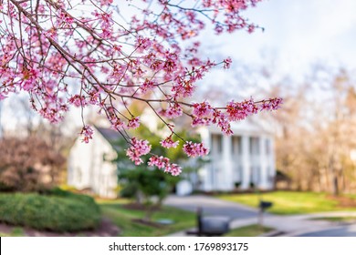 Pink cherry blossom sakura tree flowers on branches in foreground in spring in northern Virginia with bokeh blurry background of house in neighborhood