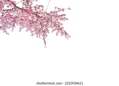 Pink cherry blossom in spring season isolated on white background.