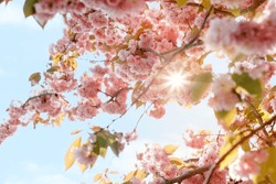 Pink Cherry blossom in the spring warm day. Beautiful nature scene with blooming tree and sun flare. Spring flowers. Beautiful Orchard. Springtime, a Nature Photo by Irene Miller