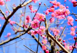 Giant Cherry Blossom Tree, a Nature Photo by EnjoyLife