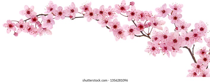 Pink cherry blossom, wide panoramic view