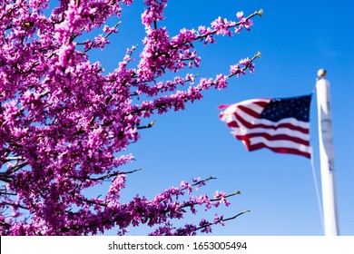 Pink cherry blossoms and American flag against bright blue sky