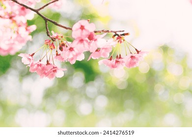 pink cherry blossoms blooming in the light