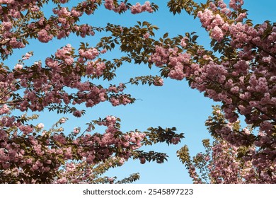 Pink cherry blossoms create a tunnel of vibrant color under a clear blue sky - Powered by Shutterstock