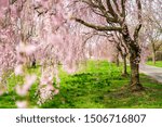 Pink cherry blossoms at Fairmount park in Philadelphia during the spring.