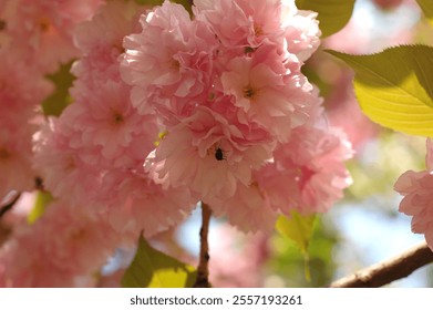 Pink Cherry Blossoms in Full Bloom with a Bee in a Sunlit Garden, Concept of Springtime Beauty, Nature's Harmony, Pollination, renewal, floral elegance, and natural serenity. Sakura. - Powered by Shutterstock