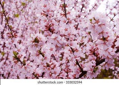 Pink Cherry Blossoms In Garden Outdoors Close Up. Toning Pink