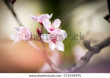 Similar – Image, Stock Photo Zero eight fifteen | typical spring picture