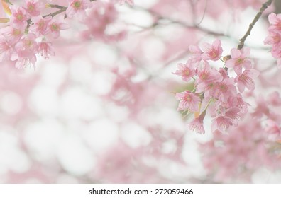 Pink cherry blossoms in soft style for the background. - Shutterstock ID 272059466