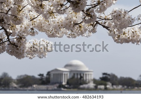 Pink cherry blossoms in spring framing the Jefferson Memorial in Washington DC