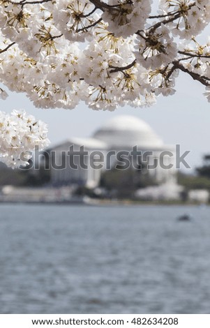 Pink cherry blossoms in spring framing the Jefferson Memorial in Washington DC