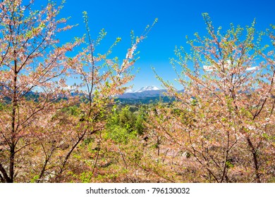 Pink cherry blossoms, spring, snow mountain