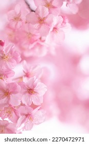 Pink cherry blossoms.Images of Spring.Traditional Japanese Flowers.