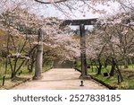 Pink cherry sakura blossom tunnel at torii gate of Homangu Kamado shrine located at Mt. Homan, Dazaifu, Fukuoka, Japan. Pink sakura full bloom in springtime garden.