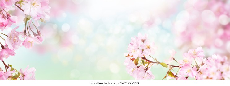 Pink cherry tree blossom flowers blooming in springtime against a natural sunny blurred garden banner background of blue and white bokeh. - Shutterstock ID 1624295110