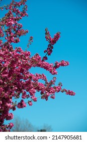 Pink Cherry Tree Blossoms On Flowering Tree Branch Against Blue Sky In Garden Vertical Format Room For Type Spring Background Backdrop Or Wallpaper Shot In Santa Fe New Mexico On Holiday Looking Up 