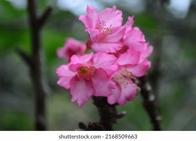 Pink cherryblossom at Taman Cibodas