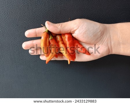 Pink chili pepper hanging on woman's finger, isolated on black