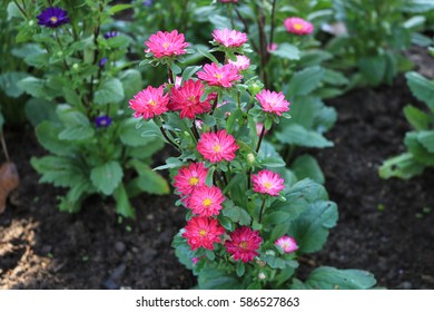 Pink China Aster