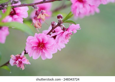 Pink Chinese Plum Flowers Or Japanese Apricot Flowers, Plum Blossom