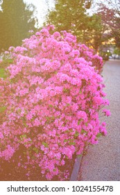 Pink Choisya Or Mexican Orange Located In Washington D.C., The USA. Plenty Of Various Flowers And Their Species Can Be Found In The Floral Library Situated In The National Mall. Sunlight Toned