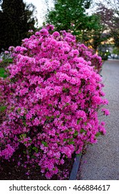 Pink Choisya Or Mexican Orange Located In Washington D.C., USA. Plenty Of Various Flowers And Their Species Can Be Found In The Floral Library Situated In The National Mall.