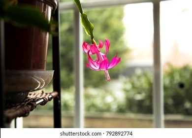 Pink Christmas Cactus Hanging Near A Window Soaking Up The Sun Light.